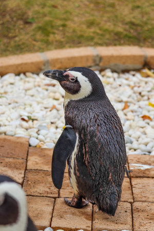 Portrait of funny African penguin at close upの写真素材