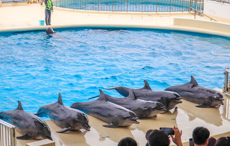 Dolphins leaning out of the water in a poolの写真素材