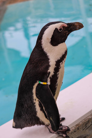 Portrait of funny penguin at close upの写真素材