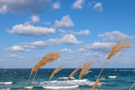 Scenic coastal view with dramatic clouds, blue ocean, and swaying grass.の写真素材