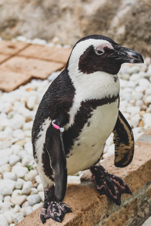 Portrait of African penguin at close upの写真素材