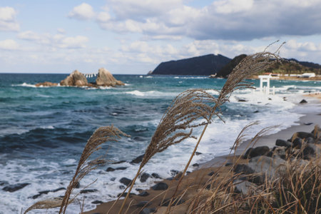 A scenic view of the ocean with gentle waves, tall grasses swaying in the wind, and a vibrant blue sky filled with fluffy clouds. Perfect nature and seasonal background.の写真素材