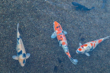 Vibrant Japanese Koi Carp in a Peaceful Zen Garden Poolの写真素材