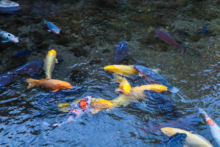 Vibrant Japanese Koi Carp in a Peaceful Zen Garden Poolの写真素材