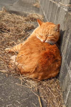 Cats on the street of famous Aoshima Japanese cat islandの写真素材