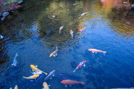 vibrant Japanese Koi Carp in a Peaceful Zen Garden Poolの写真素材