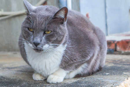 A grey and white domestic cat calmly sitting on a concrete surface, showing a relaxed and slightly grumpy expression.の写真素材