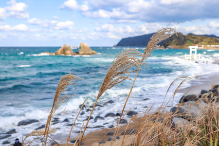 A scenic view of the ocean with gentle waves, tall grasses swaying in the wind, and a vibrant blue sky filled with fluffy clouds. Perfect nature and seasonal background.の写真素材