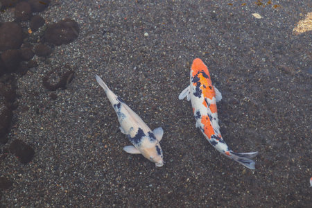 Vibrant Japanese Koi Carp in a Peaceful Zen Garden Poolの写真素材