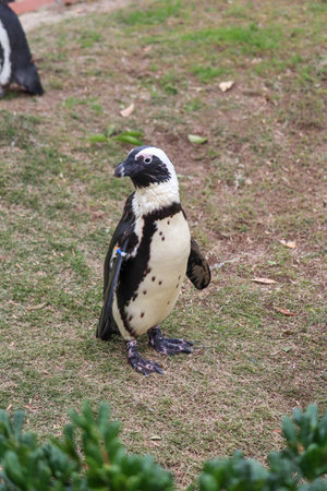 Portrait of funny African penguin at close upの写真素材