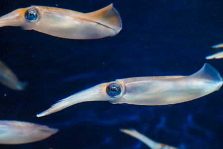 Squid with colorful eyes swimming in waterの写真素材