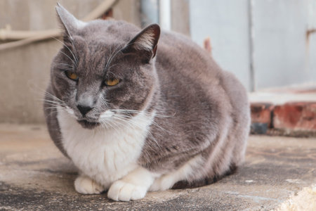 A grey and white domestic cat calmly sitting on a concrete surface, showing a relaxed and slightly grumpy expression.の写真素材