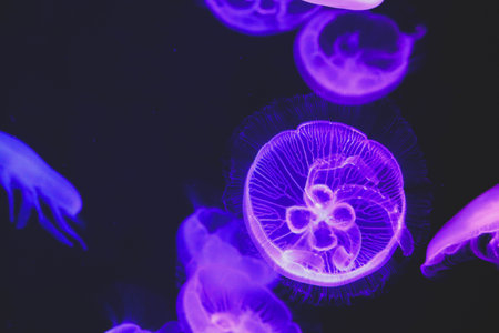 Jellyfish swimming in the big aquarium.の写真素材