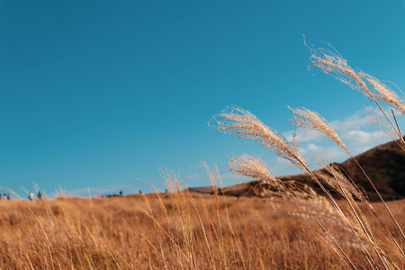 Scenic Autumn Field with Japanese Silver Grass and Bright Blue Skyの写真素材