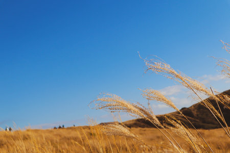 Scenic Autumn Field with Japanese Silver Grass and Bright Blue Skyの写真素材