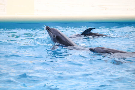 Close-Up of Bottlenose Dolphins Enjoying the Pool in an Aquarium Showの写真素材