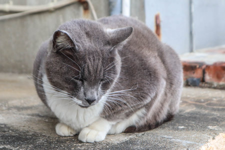A grey and white domestic cat calmly sitting on a concrete surface, showing a relaxed and slightly grumpy expression.の写真素材