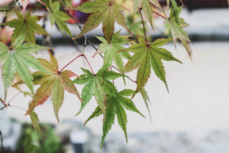 Green and Red Maple Leaves Showing Seasonal Transition in Natureの写真素材