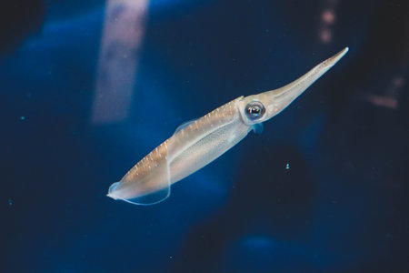 Squid with colorful eyes swimming in waterの写真素材