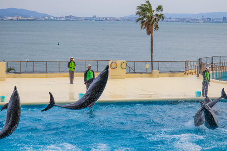 Jumping Dolphins Performing Tricks in Water Pool with Sea View Backgroundの写真素材