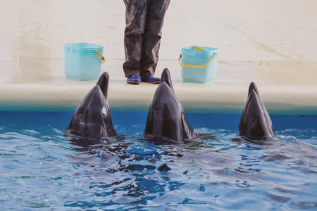 Synchronized Dolphins Showing Tricks in Water Park During Marine Animal Performanceの写真素材