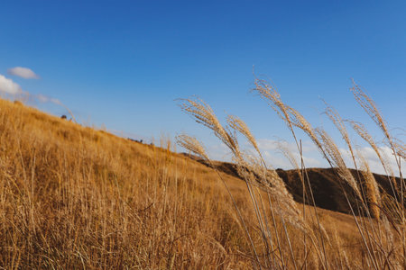 Scenic Autumn Field with Japanese Silver Grass and Bright Blue Skyの写真素材
