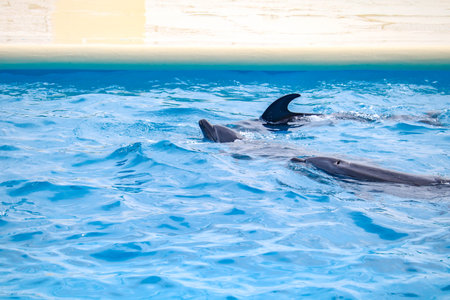 Close-Up of Bottlenose Dolphins Enjoying the Pool in an Aquarium Showの写真素材