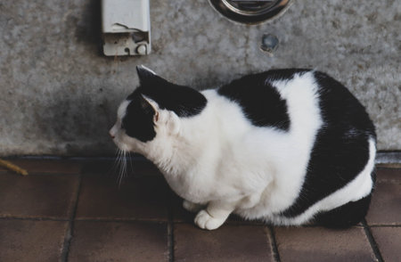 Lonely Stray Cat with Closed Eyes on Weathered Blue Concreteの写真素材