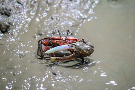 Fiddler Crab Showing Dominant Claw Behavior in Mangrove Mudflatの写真素材