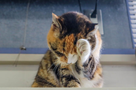 Tri-Color Domestic Cat Cleaning Paw â€“ Cozy Indoor Moment of Feline Hygiene