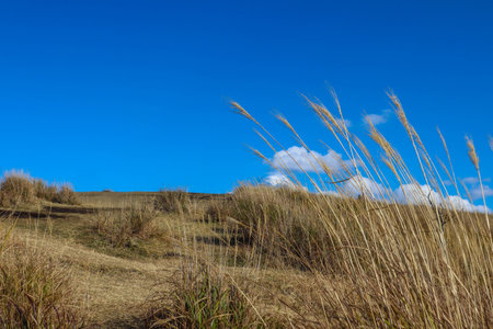 Scenic Autumn Field with Japanese Silver Grass and Bright Blue Sky