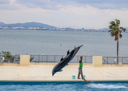 Trained Dolphin Leaping from Water in Outdoor Aquarium Show with City and Sea Backgroundの写真素材