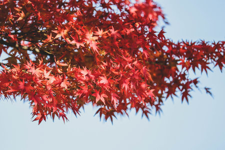 Maple leaf in fall season when sunshine in the park in Japan
