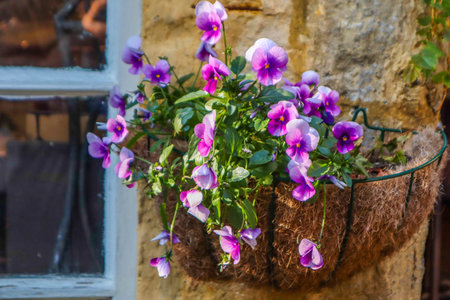 Purple Pansies in Vintage Window Box with Warm Natural Lightの写真素材