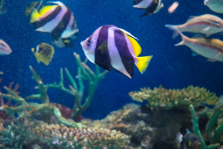 Bright Yellow Longnose Butterflyfish Swimming Over Coral Reef