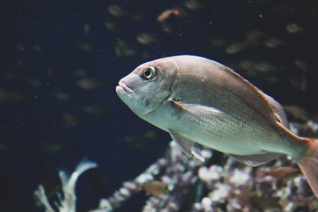 Underwater Shot of Tropical Fish with Coral Reef Background