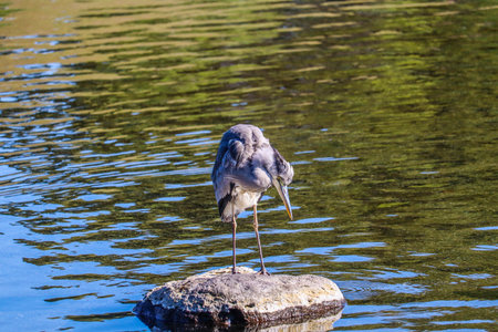 Graceful Heron Standing Calmly in a Reflective Lakeの写真素材