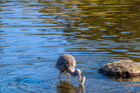 Graceful Heron Standing Calmly in a Reflective Lakeの写真素材