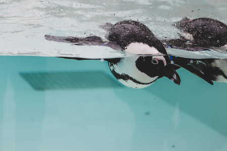 Penguin Floating Peacefully in a Calm Poolの写真素材