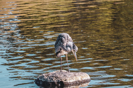Solitary Water Bird Observing Nature in a Serene Pond
