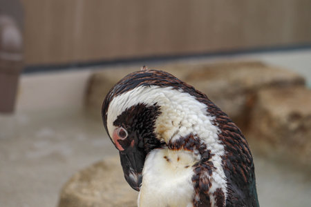Black-Footed Penguin on Wet Rock in Captivity â Endangered Bird Speciesの写真素材