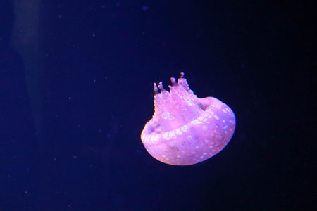 Bioluminescent Jellyfish Underwater with Neon Blue Light