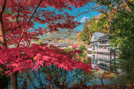 Beautiful red maple leaves at lake kinrinko, oita, Japan, in autumn sunny dayの写真素材