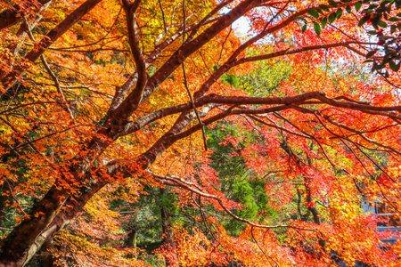 Brilliant Fall Foliage of Maple Tree in Japan, Seasonal Nature Backgroundの写真素材