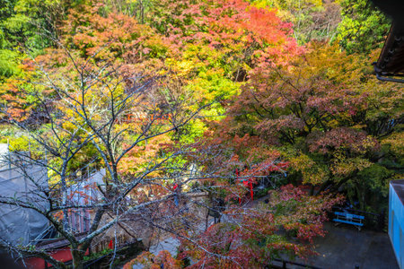 Multicolor Maple Trees and Nature Path, High Angle.の写真素材