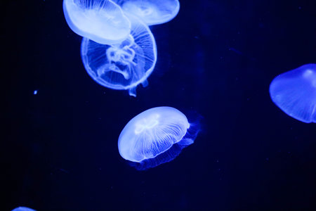 Abstract Blue Marine Life Background with Flowing Aurelia Auritaの写真素材