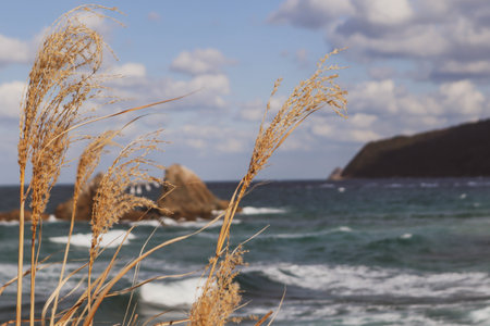 Seascape Detail: Withered Reeds Framing Turbulent Ocean and Headland.の写真素材