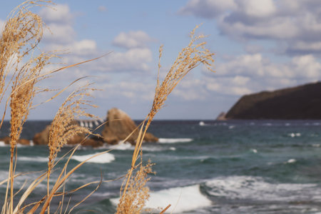 Seascape Detail: Withered Reeds Framing Turbulent Ocean and Headland.の写真素材