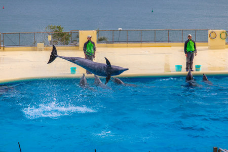 Dolphin Show Performance against Urban Background.の写真素材