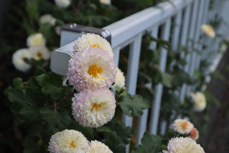 Soft Focus Close-up of Pink and White Mum Flowers on Green Garden Bushの写真素材